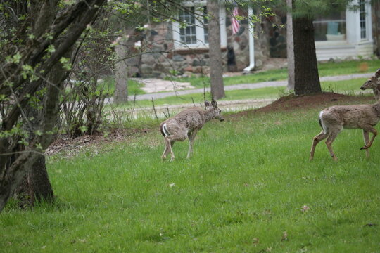 3 leg deer