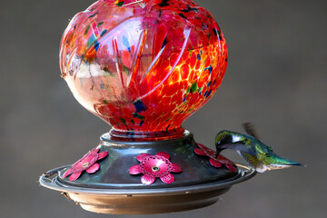 Hummingbird having a drink of nectar © Jeiel