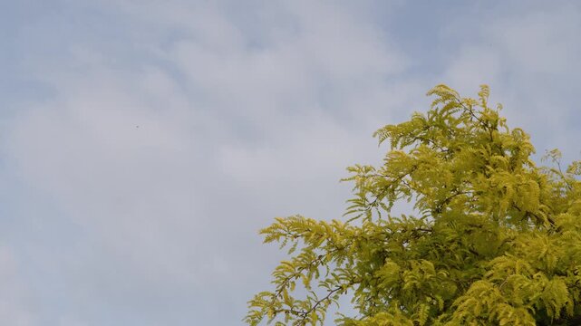 Yellow Autumn Leaves Swaying Against a Cloudy Blue Sky in Paris