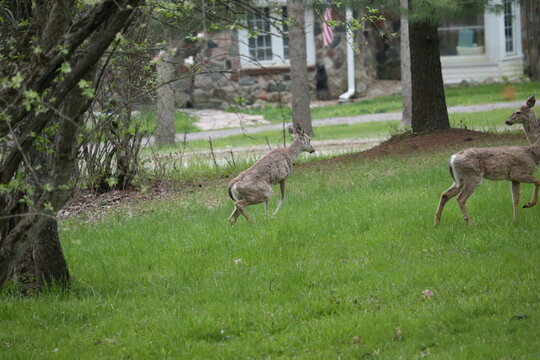 3 leg deer