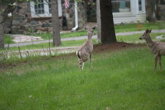 3 leg deer