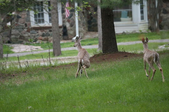 3 leg deer