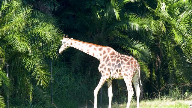 Giraffe Walking and Grazing in a Sunny Zoo Enclosure