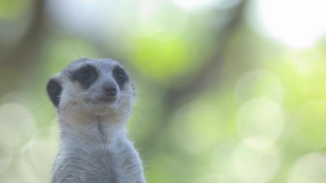 Close Up Portrait of an Alert Meerkat Standing in Australia Zoo