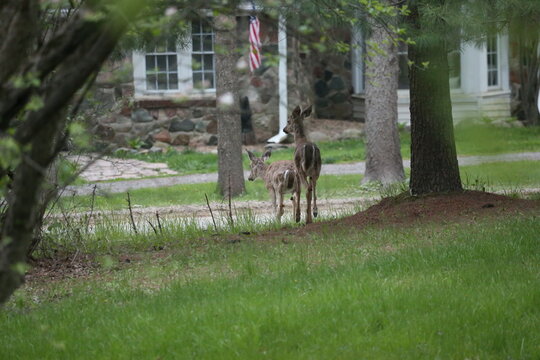 3 leg deer
