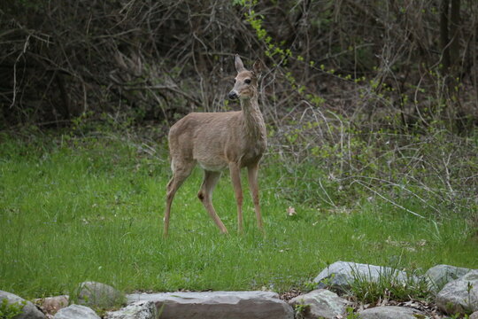 3 leg deer