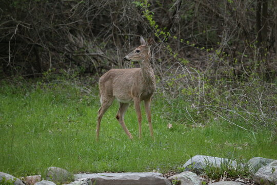 3 leg deer