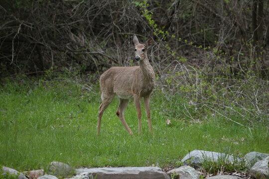 3 leg deer