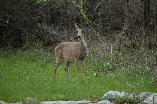 3 leg deer