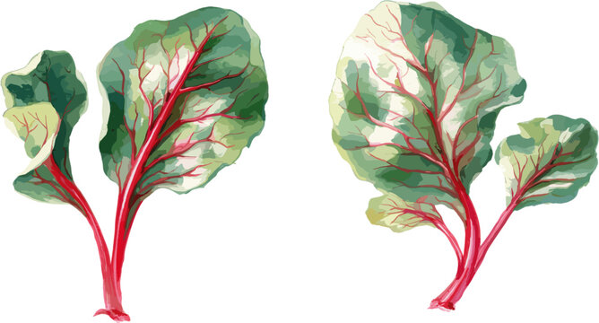 2 sets of red-stemmed chard leaves with different patterns, in clip art style, isolated on white background