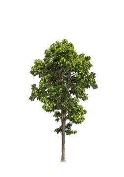 Green tree isolated on transparent background with clipping path, single tree with clipping path and alpha channel. are Forest and foliage in summer for both printing and web pages.