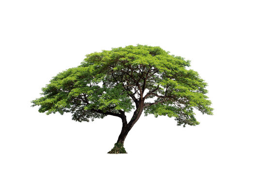 Green tree isolated on transparent background with clipping path, single tree with clipping path and alpha channel. are Forest and foliage in summer for both printing and web pages.