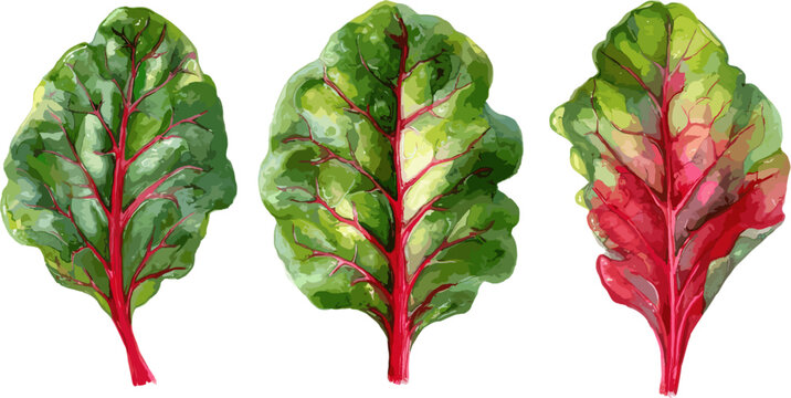 red stemmed chard leaf set with clipping path