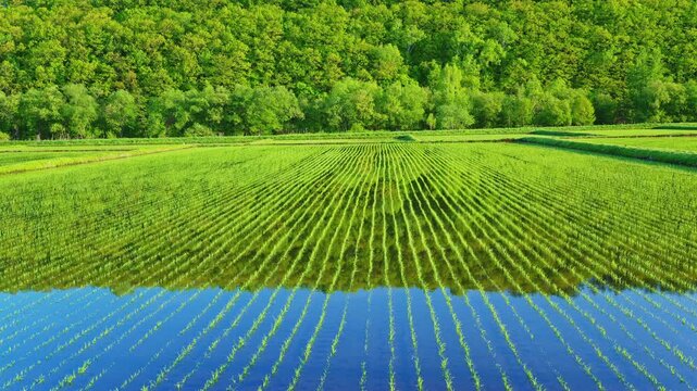 Fresh Green Rice Field Reflection in Hokkaido, Japan
