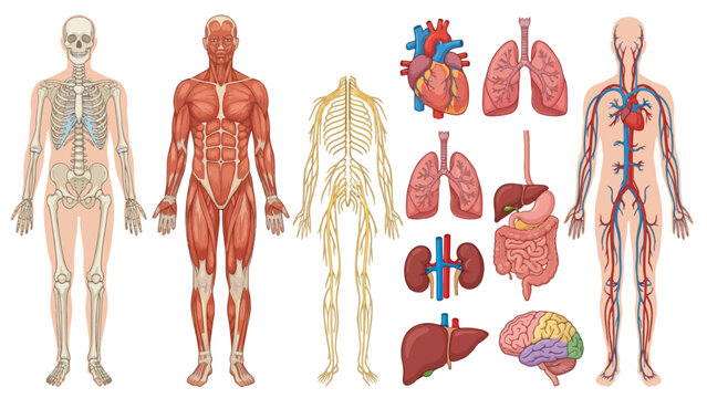 Human Body Science Anatomy Chart Featuring Skeleton, Stomach, Body Parts, Muscles, Organs, Bones, Medical Illustration, Healthcare Education Diagram