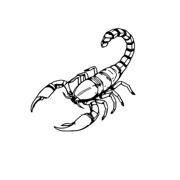Scorpion set with detailed ink drawing of a curled stinger featuring intricate segment anatomy, high contrast lines, stylized illustration with isolated white background and bold detail