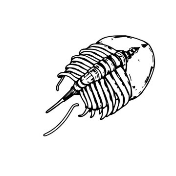 Hand-drawn scientific illustration of a trilobite fossil, paleontology detail, vintage encyclopedia style, white background. set with simple line art design featuring simple design, minimalist, bla...