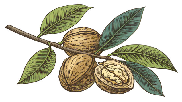 Walnut branch with leaves and nuts tree nut botanical illustration agriculture ingredient culinary collection foodstuff nutrition