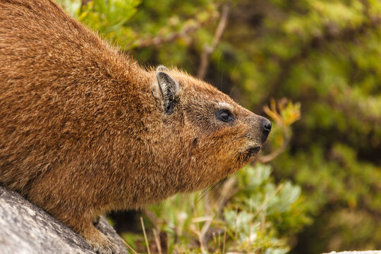 Closeup of head of small South Afican rodent, mammal, Rock Dassie, Cape Hyrax, Procavia capensis