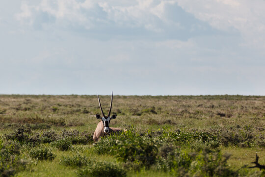 Closeup of single male  orix sitting in grassland resting in Etosha National Park