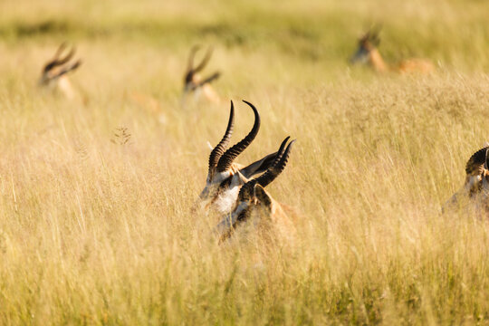Heads and horns of six Springbok antelopes peering over tall grass in Africa