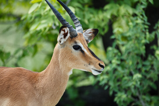 Closeup of the head and face of a springbok gazelle