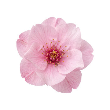 Beautiful pink cherry blossom flower isolated on transparent background