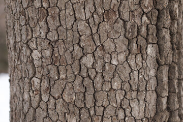 Naklejka premium Close up of tree bark