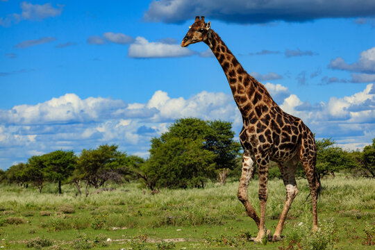 A giraffe (Giraffa camelopardalis) walks across a grassy savanna under a blue sky with clouds.