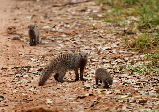 A banded mongoose (Mungos mungo) and its young forage on a dirt path covered with leaves and grass.