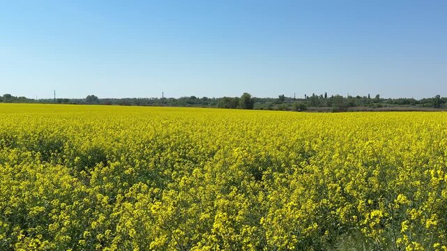 Rapeseed canola colza field yellow flowering plant.