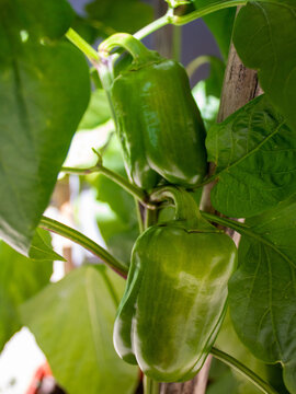 close up of a green bell pepper