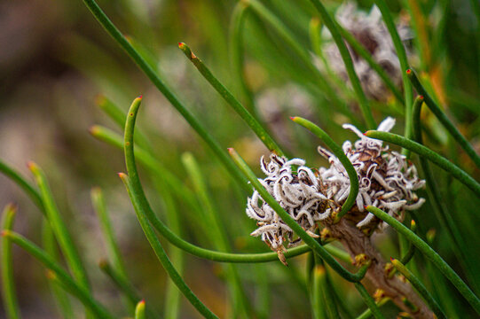 Macro detail of green needle-like foliage and delicate white hakea flowers