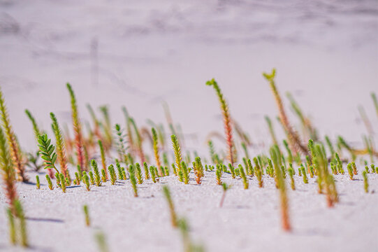 Small green samphire plants emerging from white sand dunes