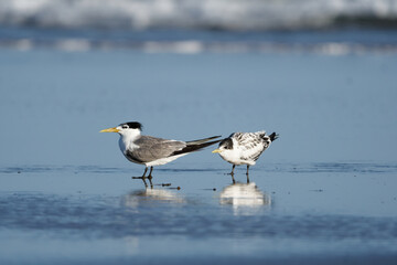 Fototapeta premium Great Crested Tern adult and juvenile