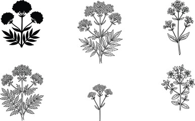 Fototapeta premium Black and White Illustration of Floral Designs Featuring Detailed Flowers and Leaves.
