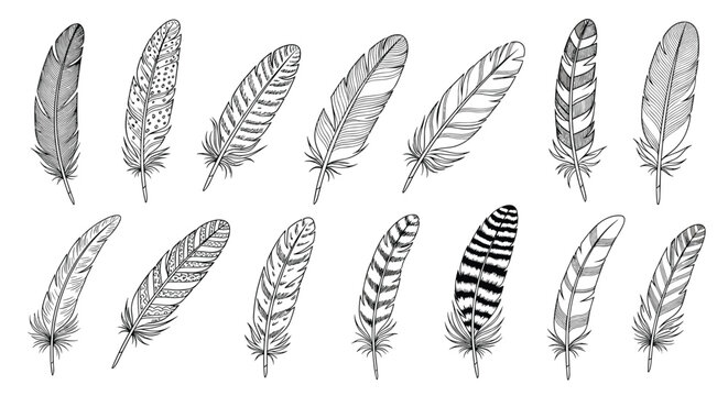 Collection of highly detailed black and white sketches of various bird feathers showing different patterns and textures.