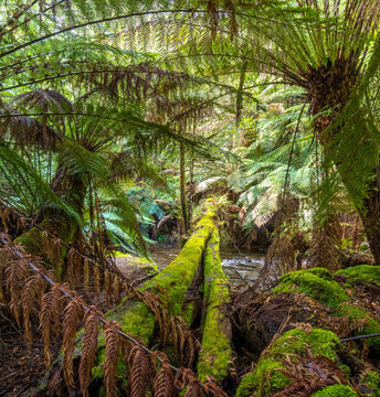 Towering tree ferns (Dicksonia antarctica) in Mount Field National park, Tasmanian Wilderness World Heritage Area, Australia