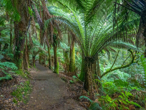 Footpath under large tree ferns (Dicksonia antarctica) in Mount Field National park, Tasmanian Wilderness World Heritage Area, Australia