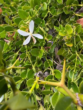 A crisp macro close-up of a sweet-smelling white flower blooming on a thorny Carissa macrocarpa Natal Plum groundcover plant in Carlsbad.