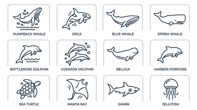 Marine Life Icons: Whales, Dolphins, Turtles, Sharks, Jellyfish & More