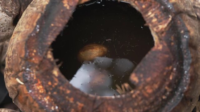 Insect Larvae Breeding in Rainwater Inside Coconut Shell