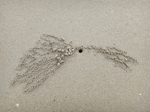 Sand bubbler crab burrow with patterns of sand pellets on the beach