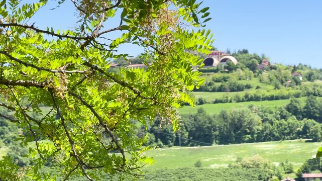 Green Acacia Tree Leaves Overlooking Rolling Hills in Piedmont Italy