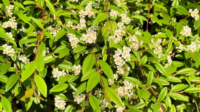 White Flowers and Green Leaves of a Cotoneaster Shrub in Piedmont Italy