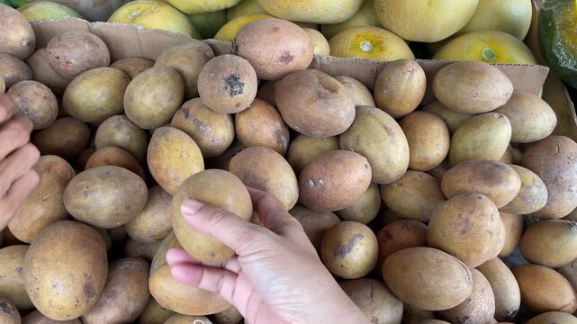 A person's hand selecting ripe sapodilla fruit is stacked with sapodilla fruit on the table, the harvest of fresh sapodilla fruit is ready to be sold