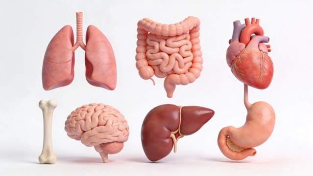 Human Anatomy Models: Lungs, Intestines, Heart, Bone, Brain, Liver, Stomach Isolated on White Background - Realistic