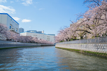 Obraz premium 大横川桜並木 10