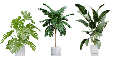 Collection of tropical house plants in concrete pots including Monstera and Strelitzia isolated on transparent background 3d rendering png © Natural Form Studio