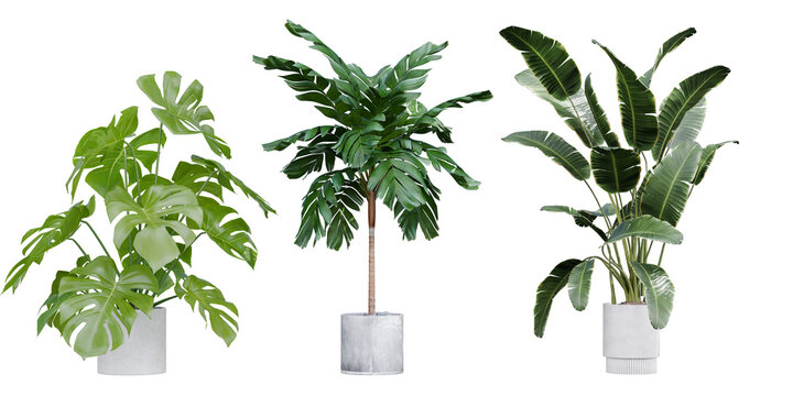 Collection of tropical house plants in concrete pots including Monstera and Strelitzia isolated on transparent background 3d rendering png